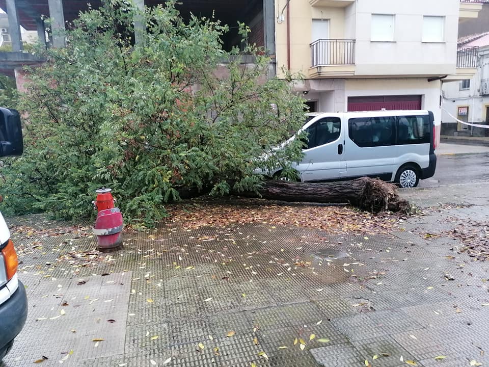 Un árbol caído junto al parking la Olivilla